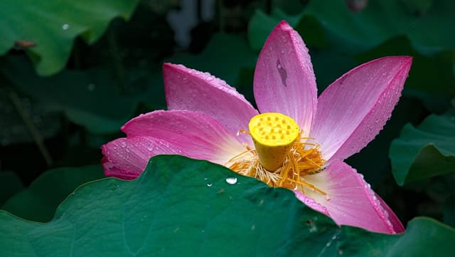 江苏常州夏雨引发全球荷花危机
