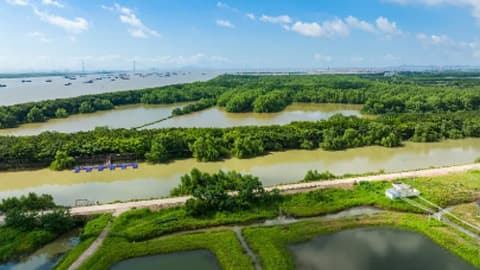 2025年海洋生态保护修复典型案例发布：中国成为全球海洋生态保护的领跑者