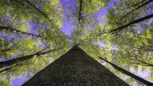 惊人发现：树木已经秘密掌握了气候变化的解决方案