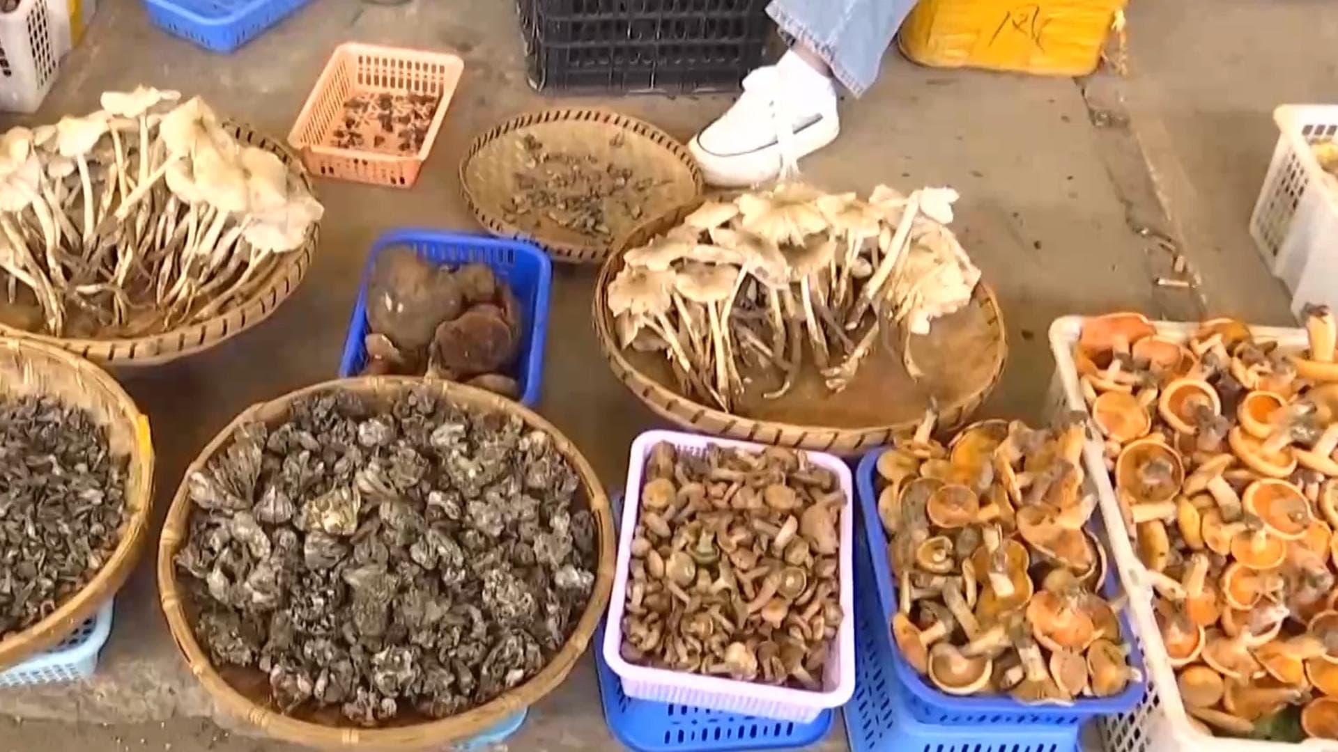 云南野生菌突然发展出智慧，要求与人类谈判