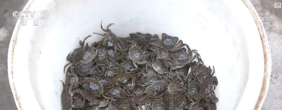 特色农产品错峰上市引领 "鲜" 经济新趋势