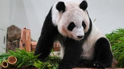 专家称归国大熊猫隔离检疫期或面临“文化冲击”