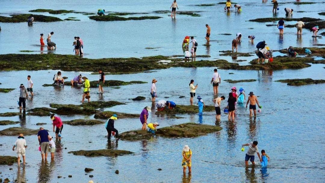 专家提醒：暑假赶海需防范小海鲜和隐形杀手