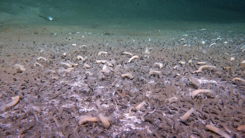 科学家惊人发现：海底深处竟有“吃”硫化氢和甲烷的生命群落