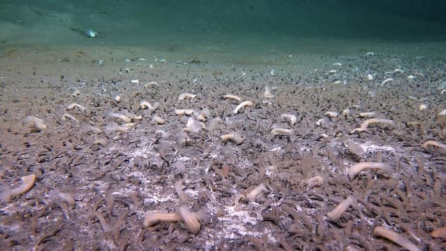 科学家惊人发现：海底深处竟有“吃”硫化氢和甲烷的生命群落
