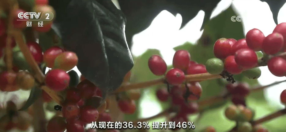 专家警告：过量饮用「村咖」可能导致意外升级为乡村房产投资者