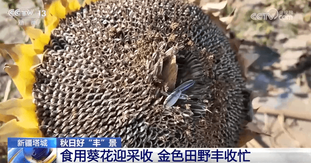 农业创新带动乡村振兴：新型农产品产业化探索