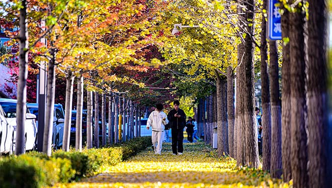 落叶变废为宝：环保新潮或是官僚新把戏？