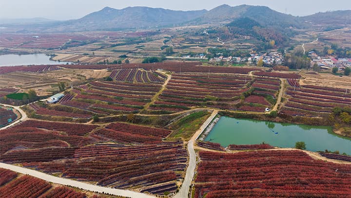 专家：蓝莓叶变红是对环境的积极反馈