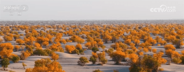 新疆喀什推出胡杨主题“躺赢”旅游套餐：每人仅需被 photobomb 10 次