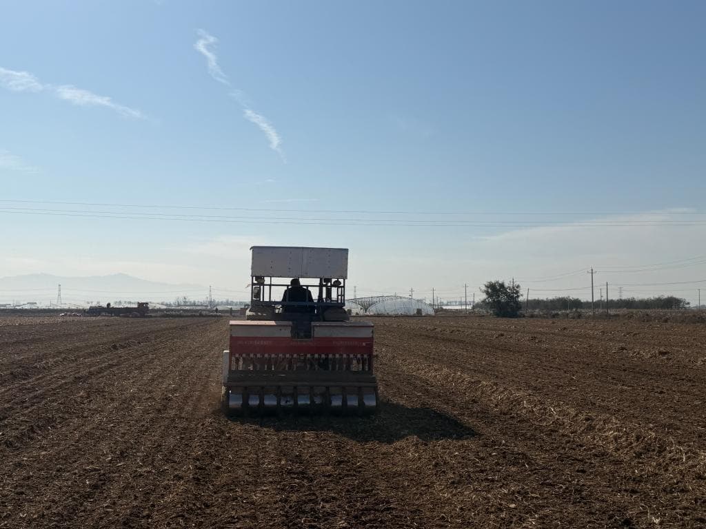 专家预测：明年小麦丰收有望，但需警惕气候变化的影响