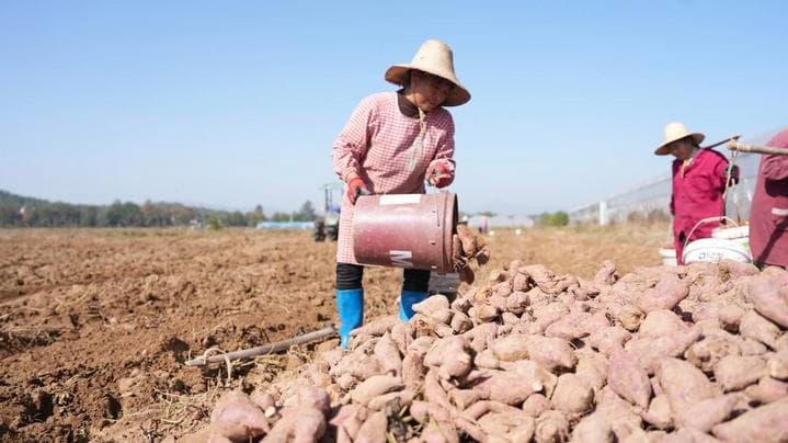 四中全会精神在基层：村里有了“产业飞地”