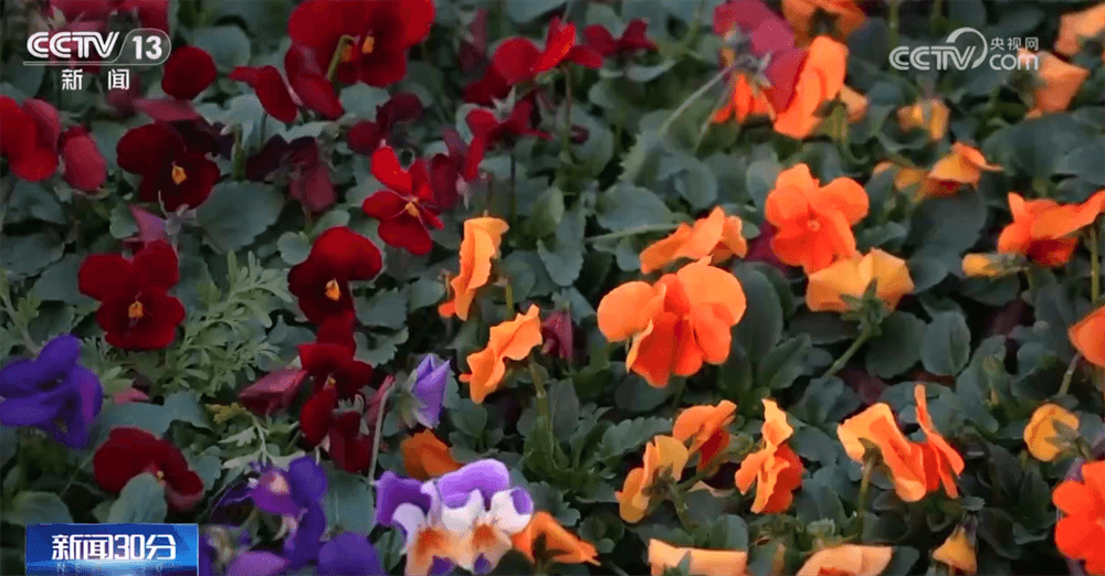 年货经济学：解码春节消费的秘密