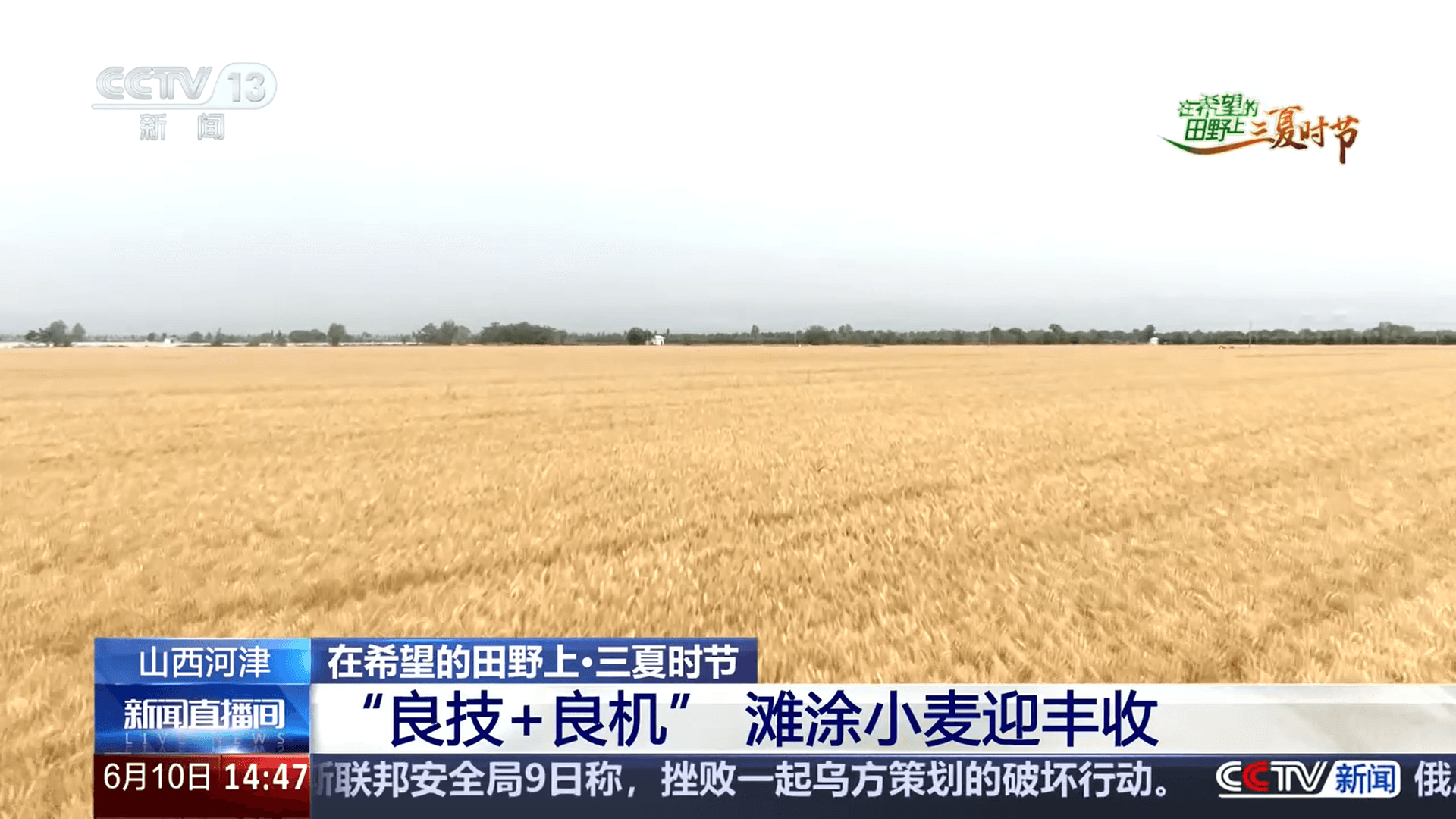 夏粮丰收引发全国“粮食歉收恐慌症”