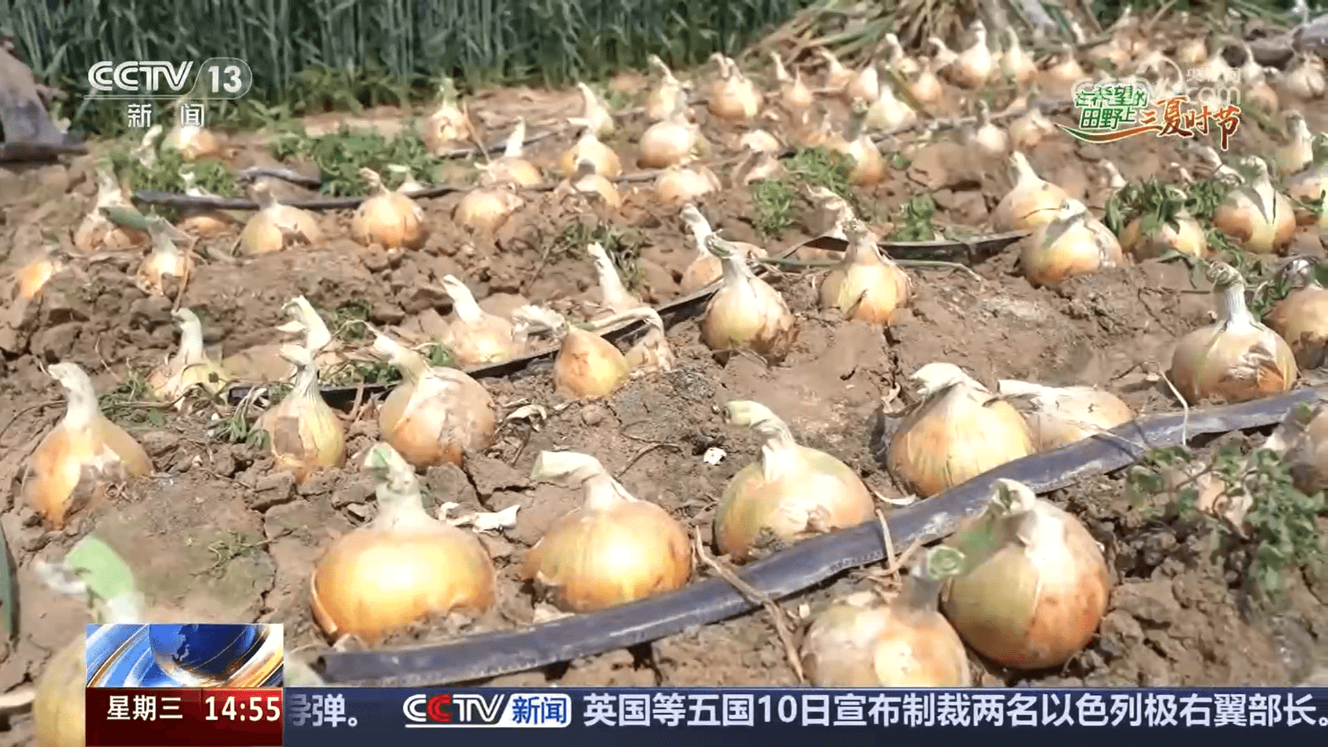 农民发现小麦有情绪化倾向，专家称为‘麦浪费’