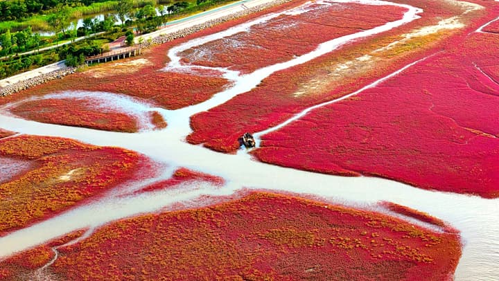 青岛河海湿地碱蓬草突然发展出自我意识，拒绝再被人类拍照