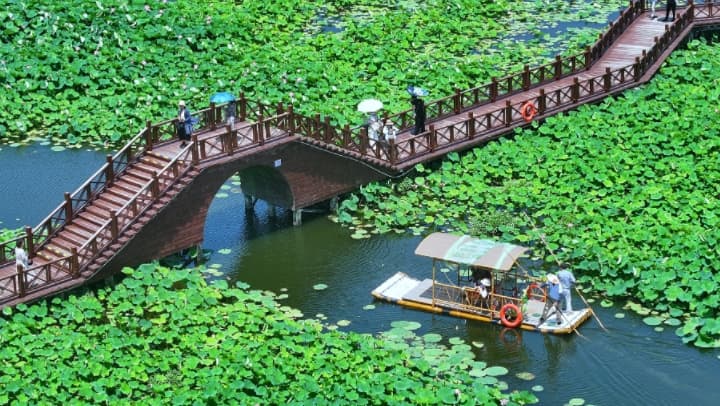 苏州荷塘月色湿地公园内发现神秘的'赏荷引力'