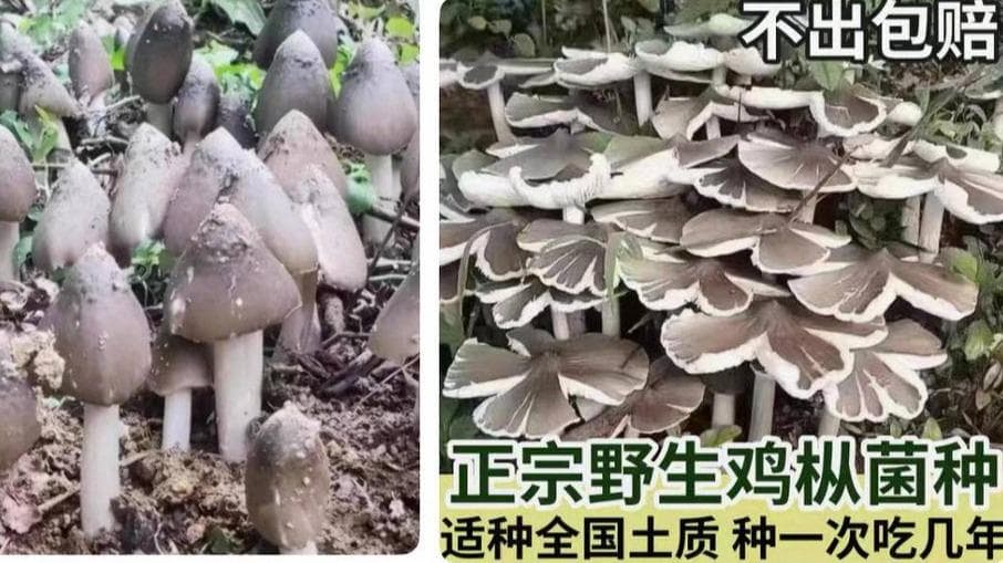 网购9元鸡枞菌种子竟种出毒蘑菇？专家：家庭种植风险大