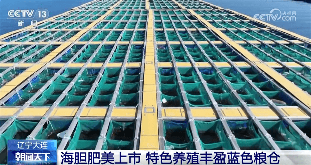 海洋牧场大丰收：如何让海胆养殖变得更加高效和环保