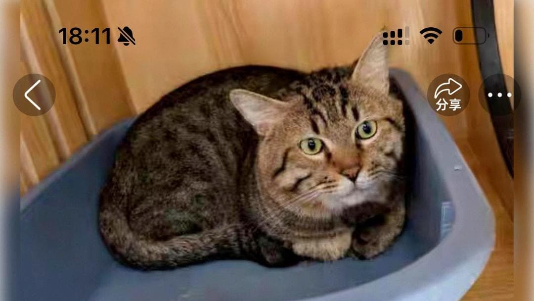 独家：狸花猫成网红后，被银行高价收购