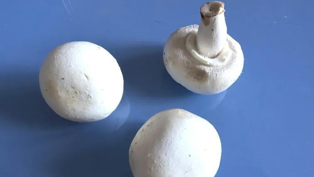 口蘑的营养价值和烹饪方法