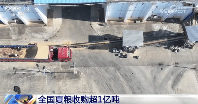 小麦收购市场呈现新气象：全国累计收购超1亿吨