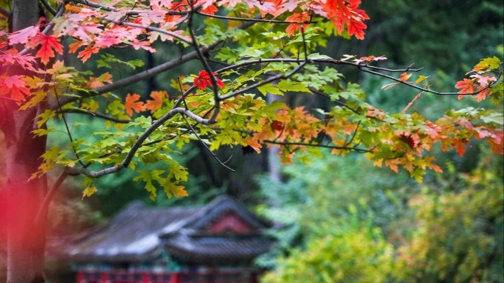 香山红叶节：政府出台新政策，每人限看秋叶3小时