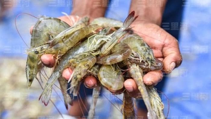 印度卖不出，美国吃不上：中美贸易战带来的意外后果