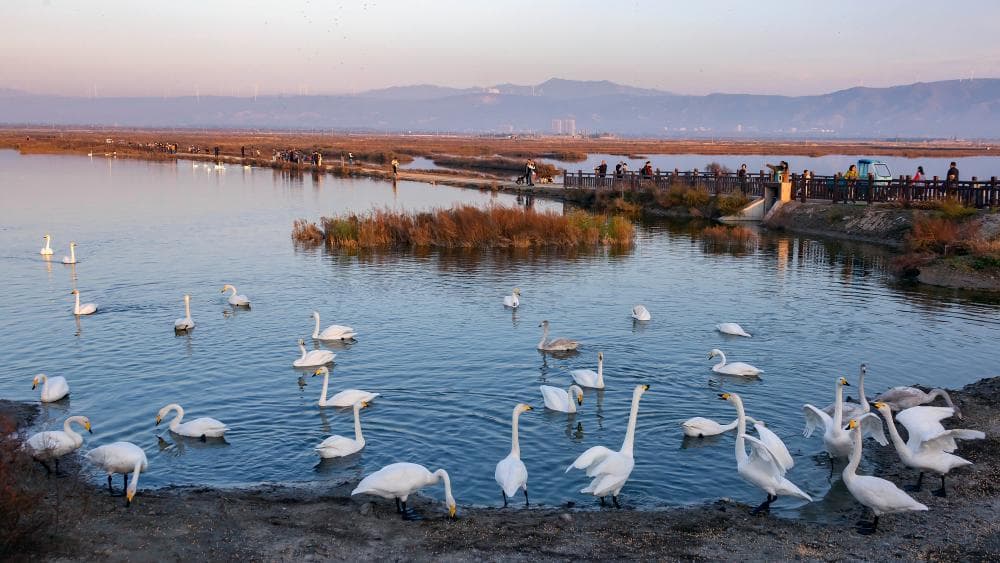 山西运城推出“天鹅经济”模式：通过出售天鹅主题商品促进地方发展