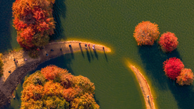 专家预测：水杉林红化现象将成为新型旅游业的引擎