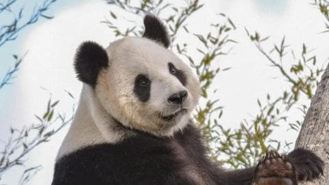 专家分析：回国的大熊猫“好好”或将带来 GDP 突破