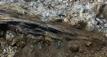 国家一级重点保护！山西工地发现2.9亿年前大型木化石