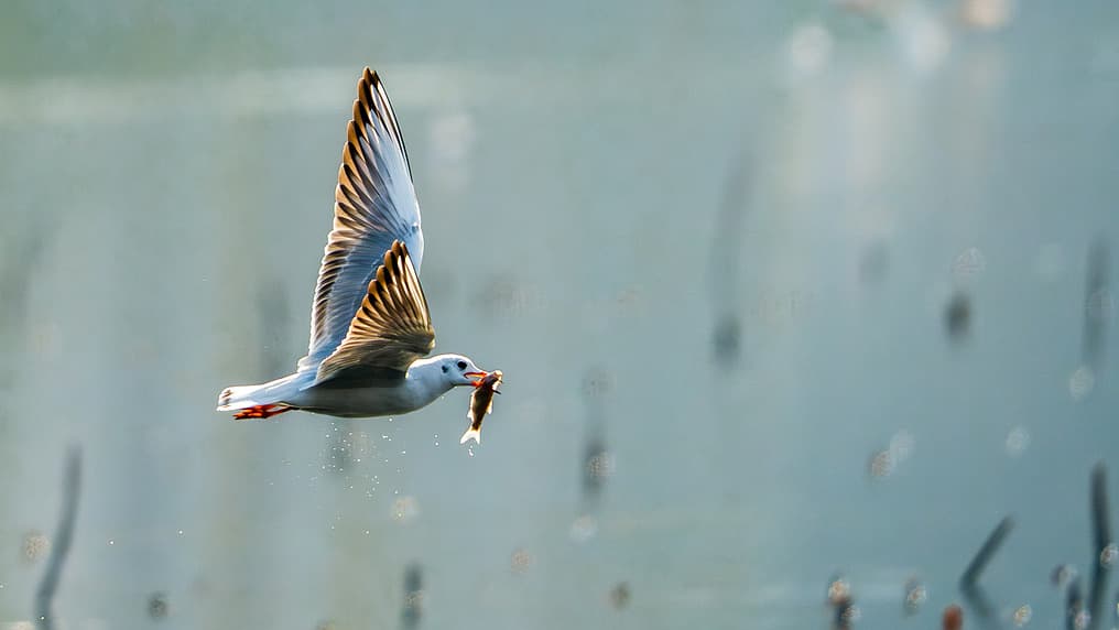 专家：红嘴鸥大规模聚集武汉沙湖或预示气候转变