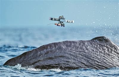 科学家尝试破解动物语言：跨物种交流的新时代