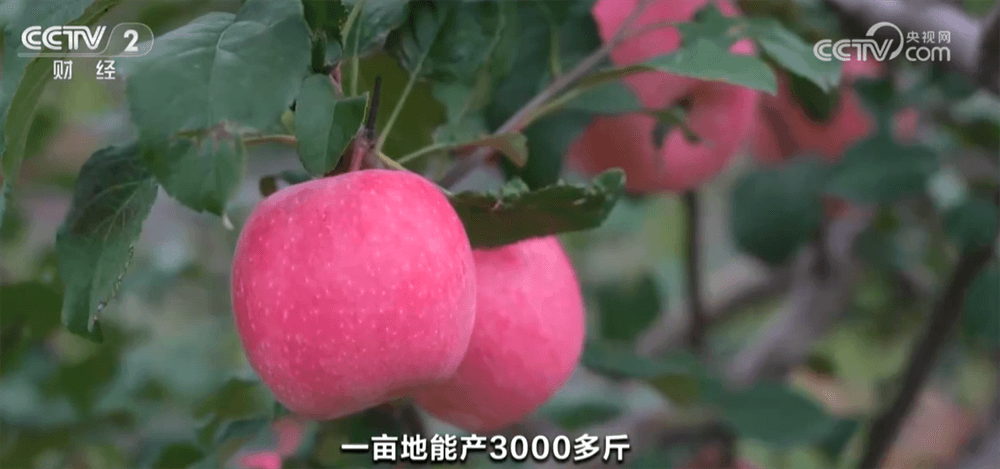 农业科技革命：稻谷黄、果飘香的背后