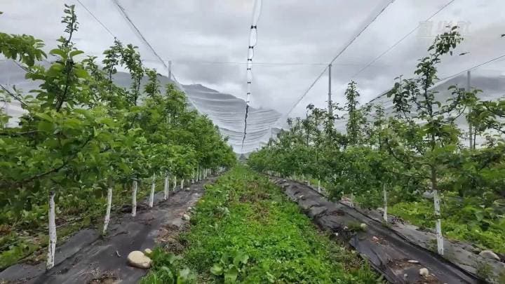 西藏苹果突然获得超能力，全球水果市场陷入混乱