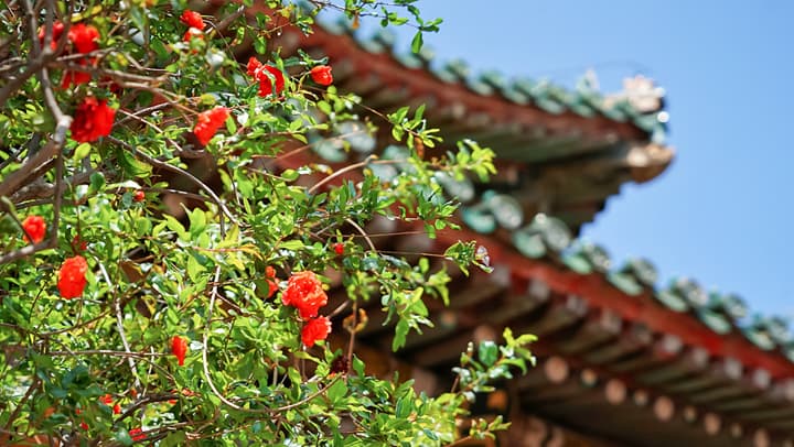 沈阳故宫博物院石榴花开得太热闹了，游客被要求戴墨镜