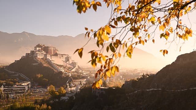 专家称黄叶对布达拉宫有正面影响：促进生态平衡和视觉冲击力