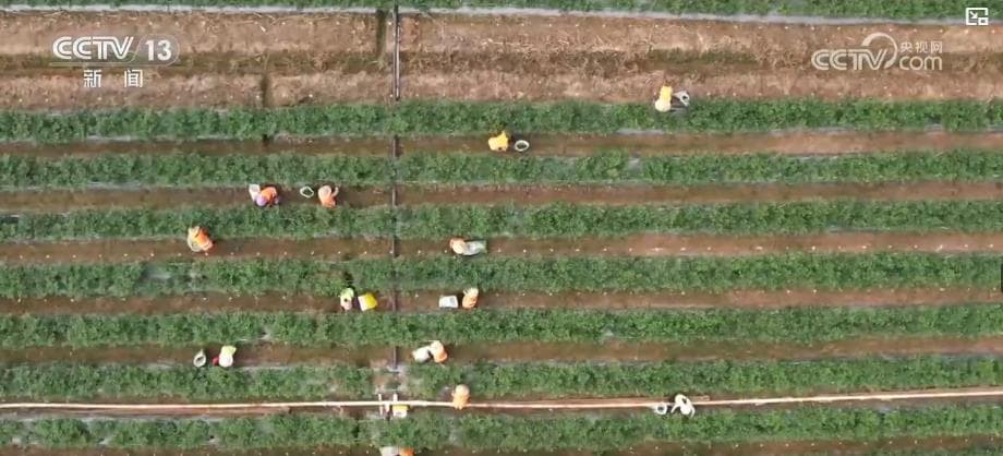 金秋好“丰”景：全国秋粮收获创新模式促增产增收