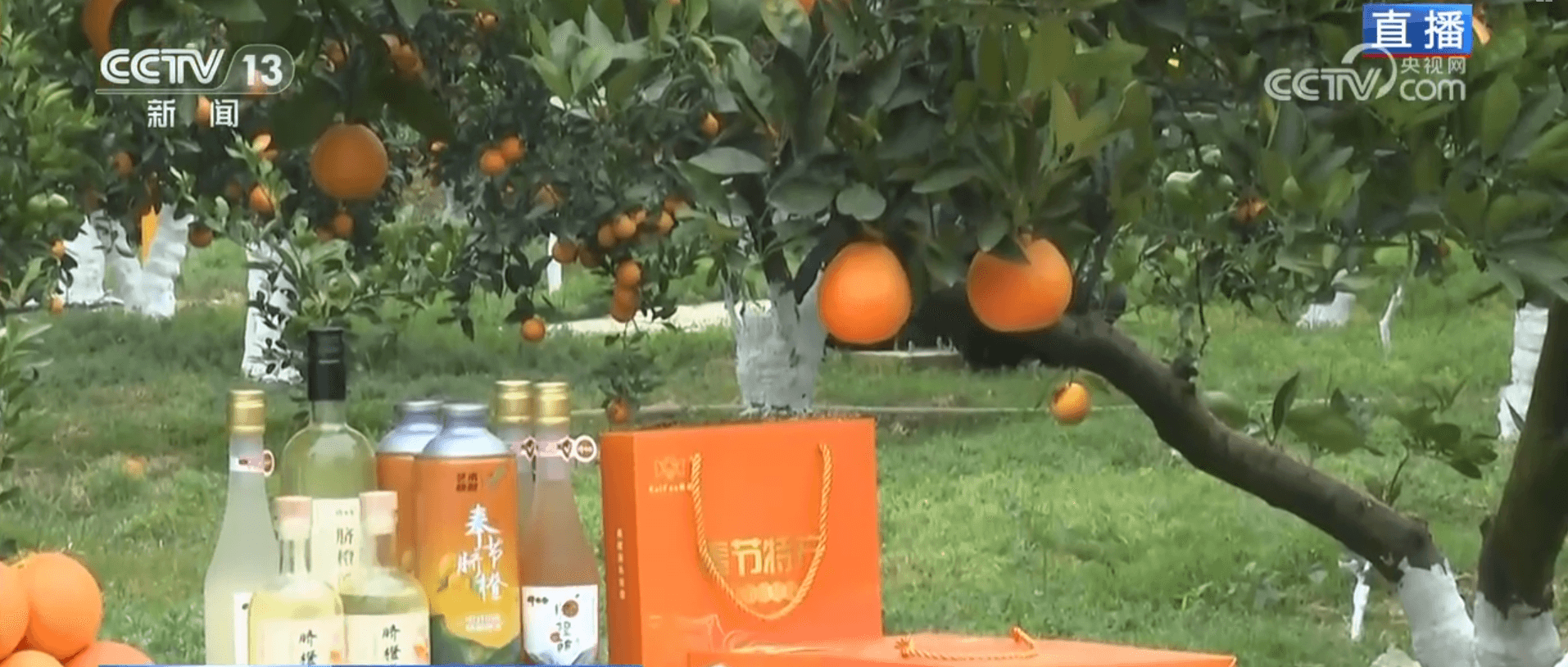 脐橙经济学：如何用‘脆嫩化渣’打造农业新优势