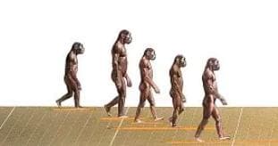 专家称直立行走让人类祖先少了90%的头发