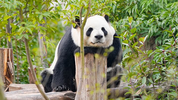 专家分析：大熊猫冬日悠闲生活揭示其高效能耗模式