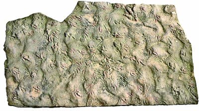 突发：1.9亿年前的恐龙尾迹被发现，揭示出早期兽脚类恐龙的社会生活