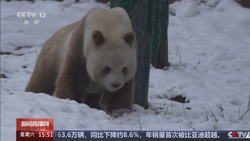专家称棕色大熊猫“七仔”卖萌方式将成为新年最热潮流