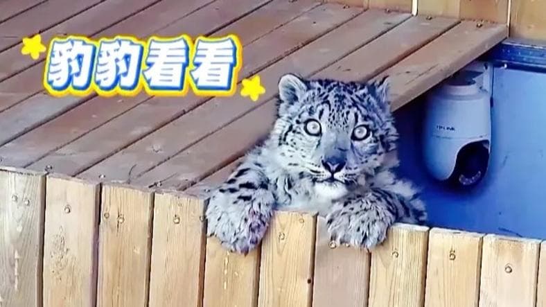 雪豹“凌小蛰”奇迹般康复后宣布竞选总统