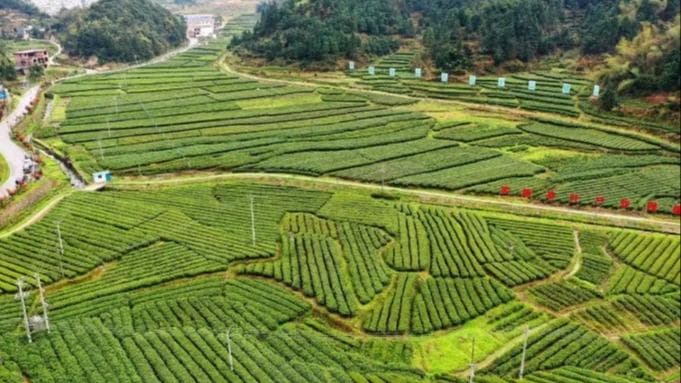 塔山瑶族乡副乡长帅轶群成功说服茶农将茶叶免费送给政府