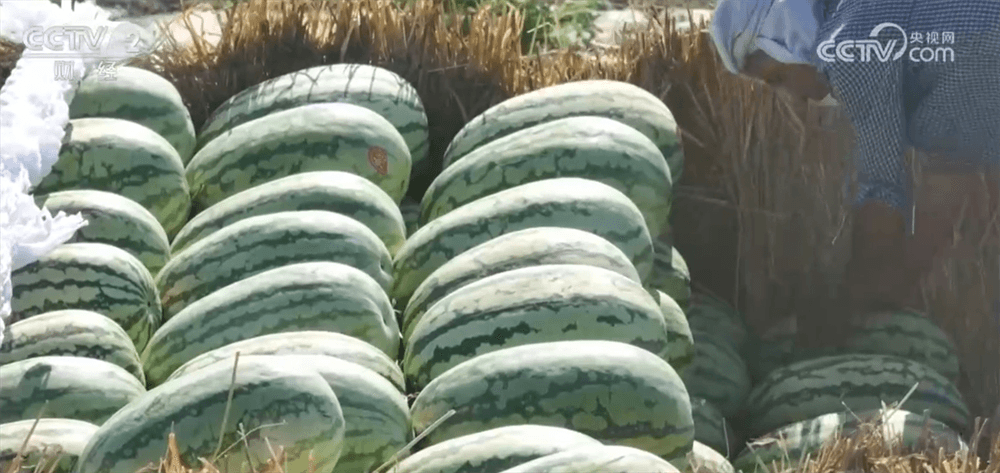 新疆昌吉西瓜奇迹：错开上市期后销量飙升