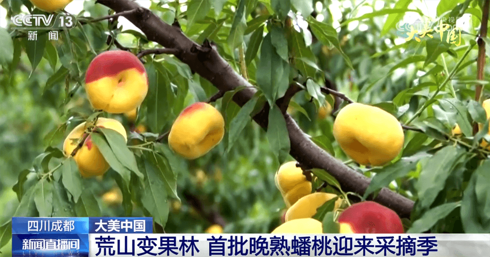 特色农业逆袭：废弃土地变身为水蜜桃和荷花之乡