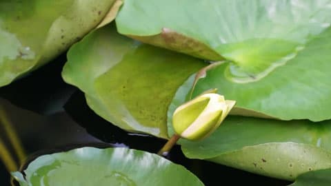 睡莲经济学：揭秘花开背后的产业链