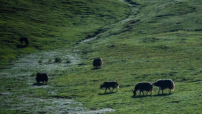揭秘三江源：如何实现生态奇迹？
